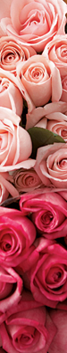 Roses close up
